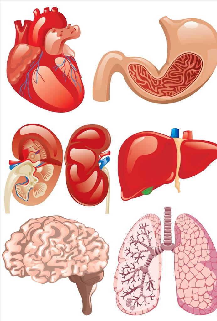 人体器官图片