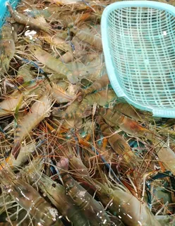 鲜虾图片
