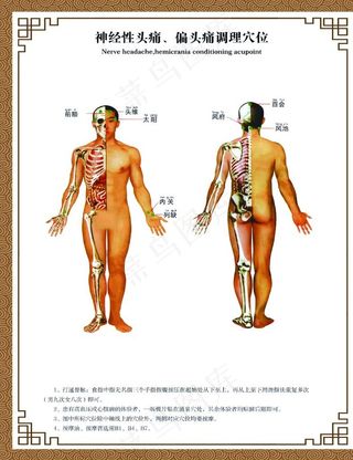 人体经络图图片