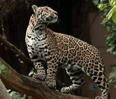 豹子 豹 猎豹 野生豹子 野生图片 豹子 豹 猎豹 野生豹子 野生图片