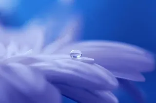 花瓣 非洲菊图片