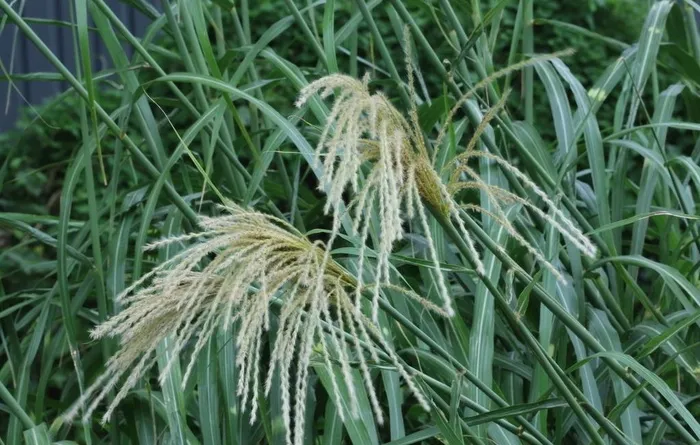 荻草图片