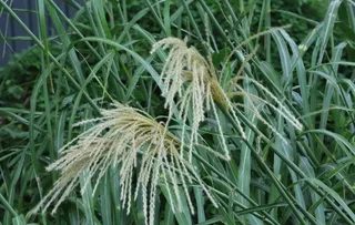荻草图片