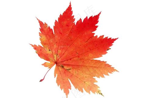 枫叶素材图片 枫叶素材图片