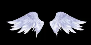 翅膀图片
