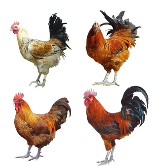 公鸡图片