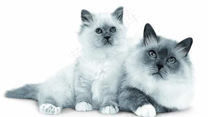 猫咪图片