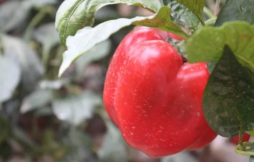 彩椒红辣椒图片