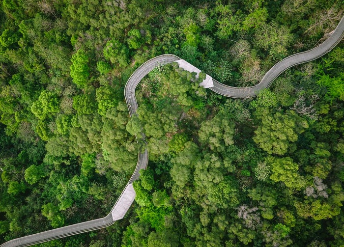户外森林树木道路图片