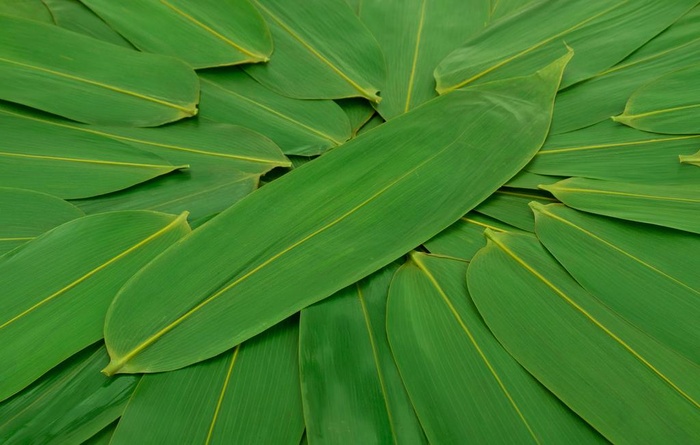 端午节粽子粽叶图片