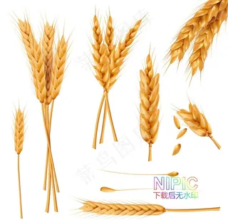 麦穗图片
