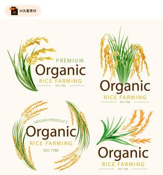 水稻矢量插画素材图片