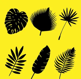 热带树叶剪影图片