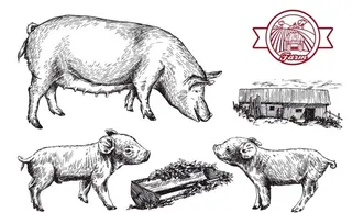 手绘猪设计矢量图片
