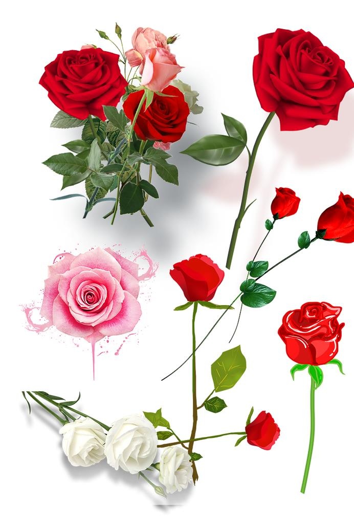玫瑰花素材图片