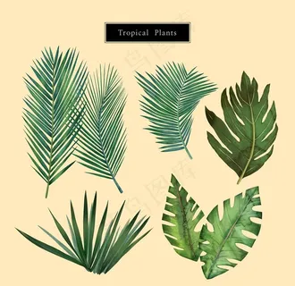 植物背景图片 植物背景图片