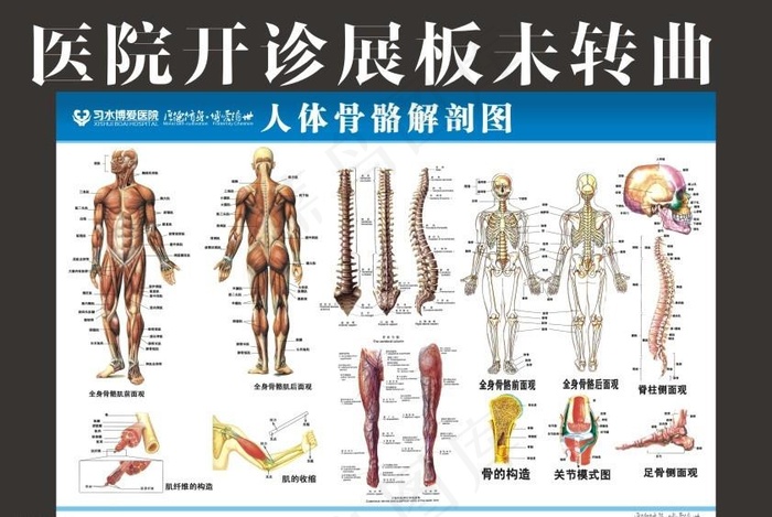 人体骨骼解剖图图片