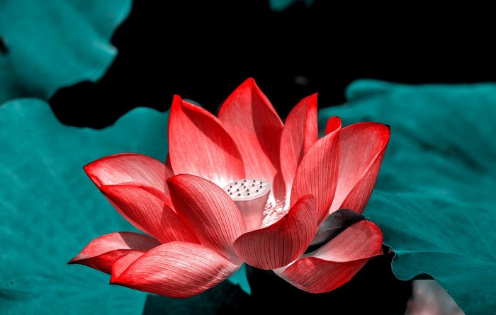 荷花图片