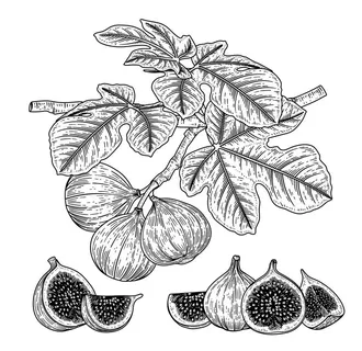 无花果矢量插画图片
