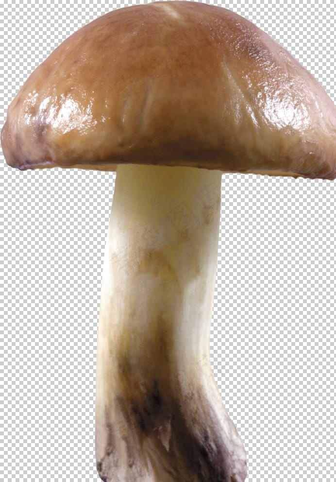 蘑菇素材图片