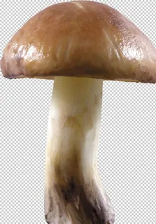 蘑菇素材图片