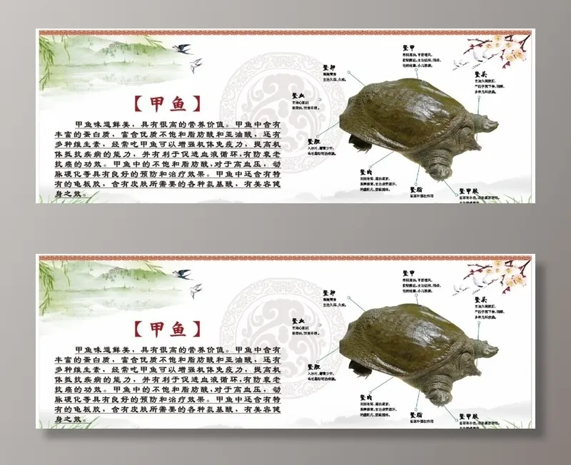生态甲鱼图片cdr矢量模版下载