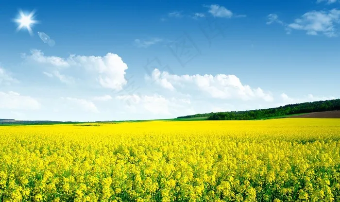 油菜花田地图片