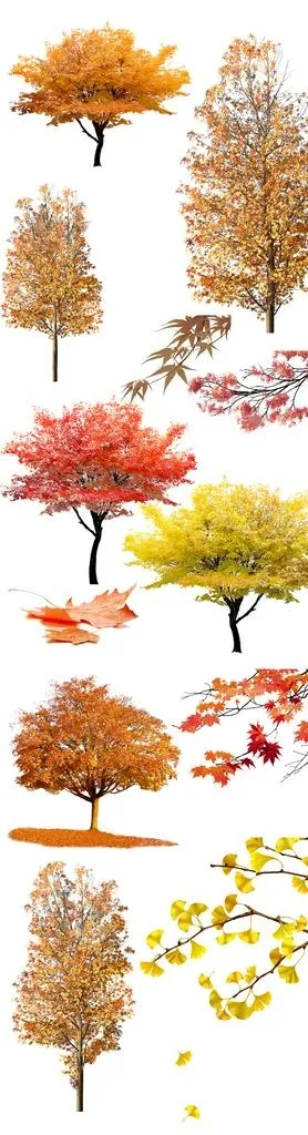 免扣秋天树叶树 单独PNG图片(1200x3500)