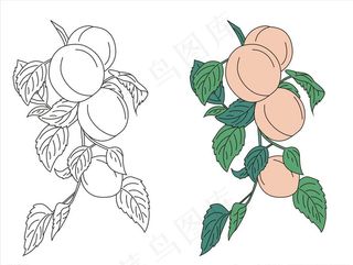 矢量杏果实图片