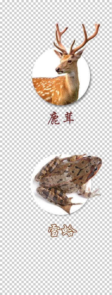 鹿茸 雪蛤图片(1417x3544)