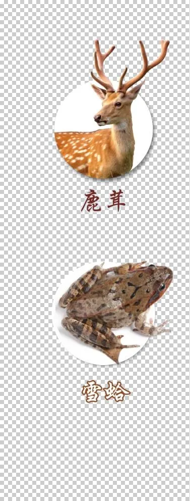 鹿茸 雪蛤图片(1417x3544)