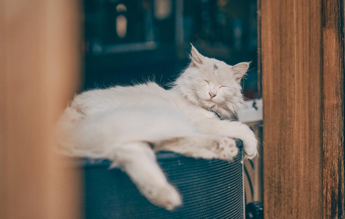 白色猫咪图片