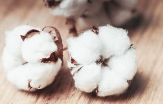 棉花图片