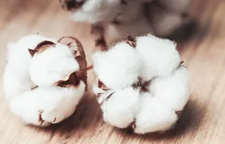 棉花图片