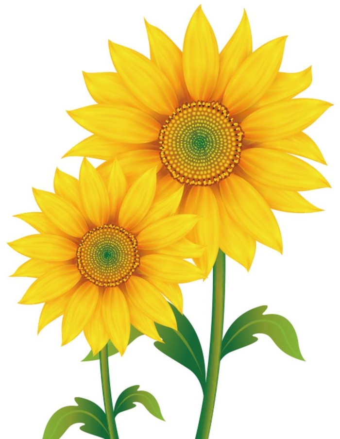 向日葵图片