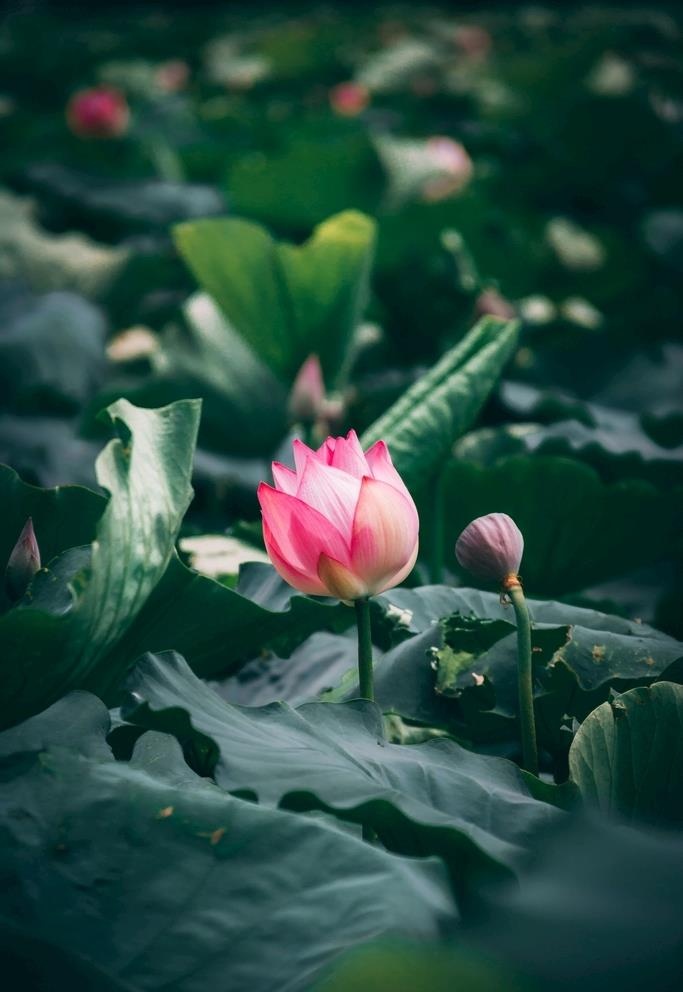 莲花图片