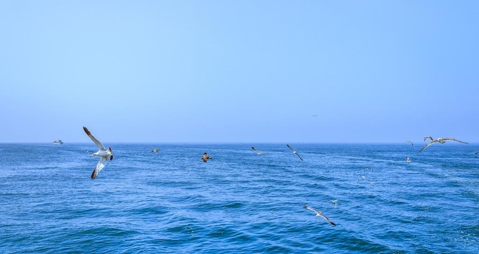 海洋海鸥图片