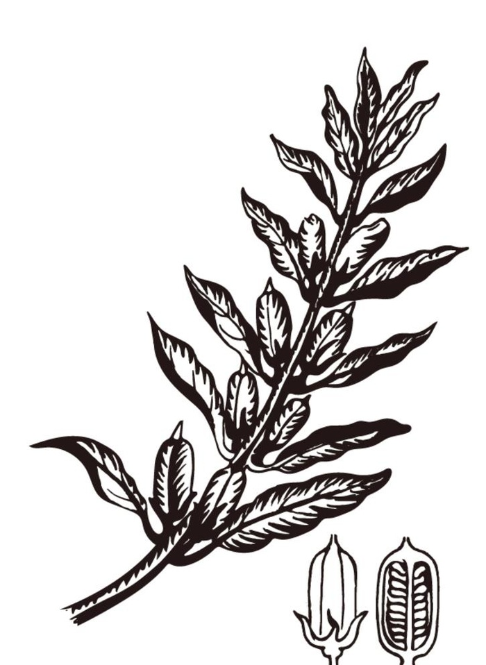 芝麻素描图片ai矢量模版下载