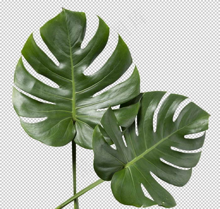 芭蕉叶自然生态海报素材图片