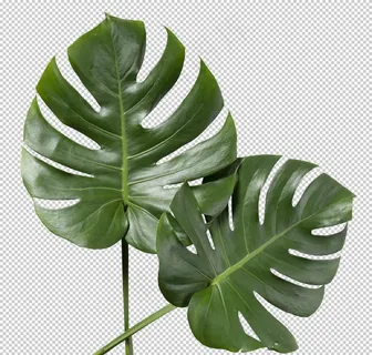 芭蕉叶自然生态海报素材图片