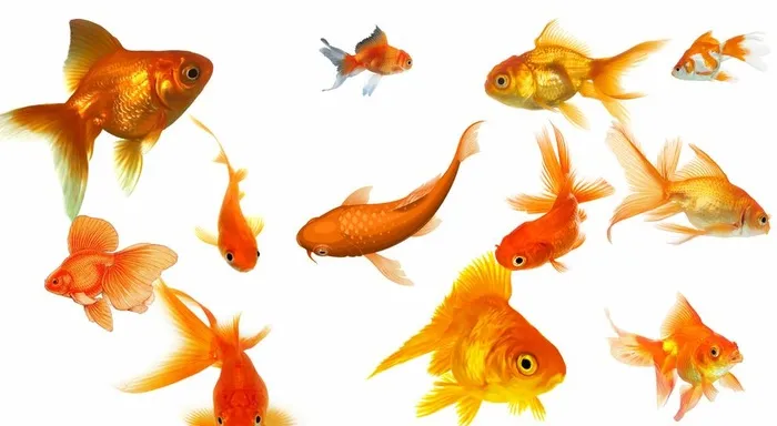 金鱼图片(3840x2160)psd模版下载