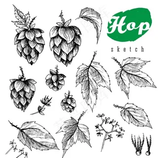 啤酒花装饰植物图片