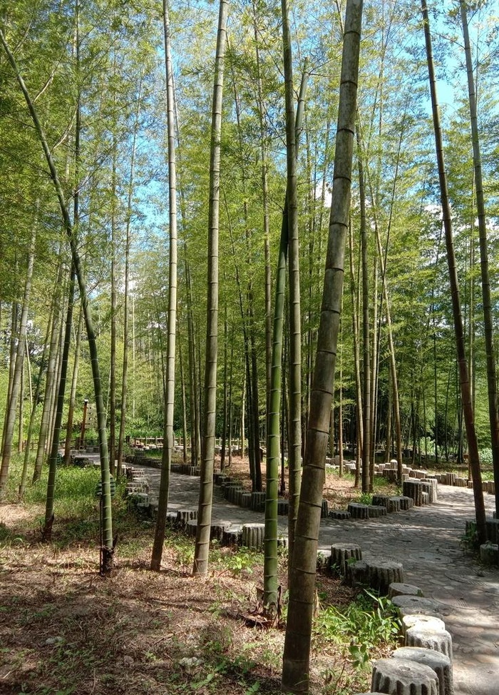 竹林小道图片