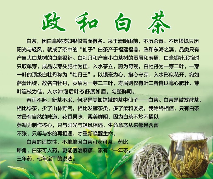 政和白茶图片