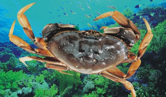 珍宝蟹图片