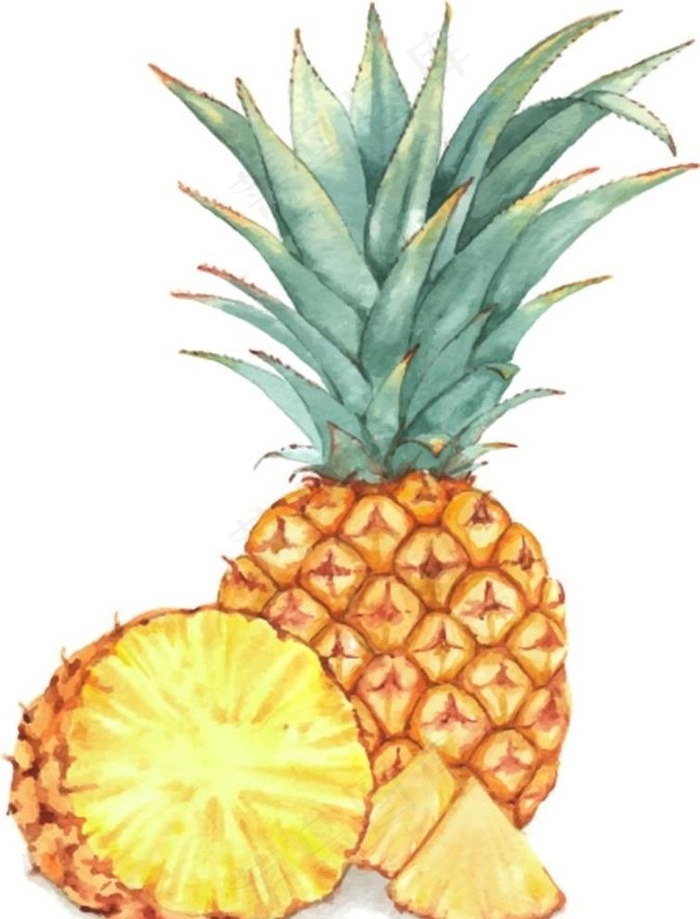 手绘矢量菠萝图片
