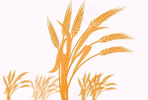 麦子素材图片