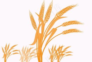 麦子素材图片