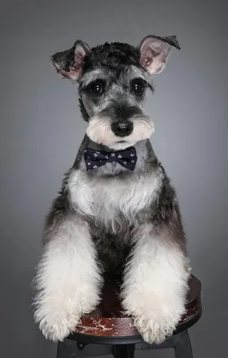 可爱的雪纳瑞狗狗图片