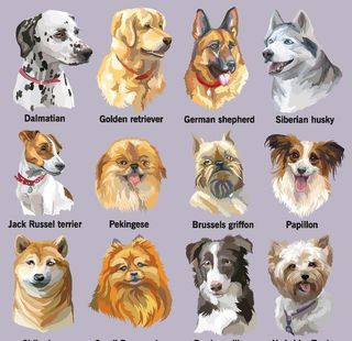 名种狗矢量素材图片